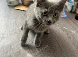 4 kittens