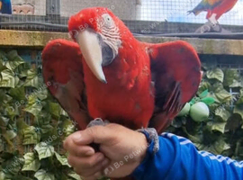 Greenwing Macaw