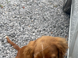 Cocker spaniel