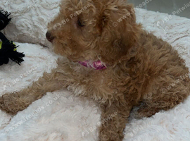 Cockapoo puppies ready to leave