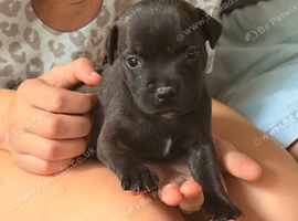 3 boy puppy Staffie
