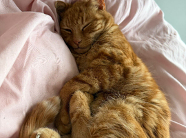 Male cat