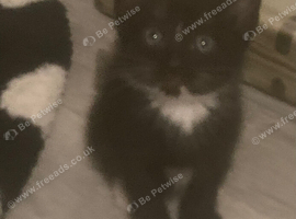 Kittens for sale