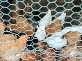 Chickens