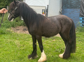 Perfect little Cob pony