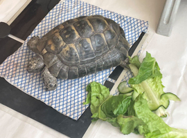 Lonely Male Spur thighed tortoise