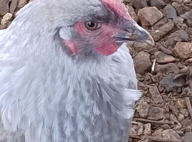 French Silver Lavender Marans  Young Cocks
