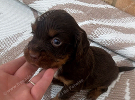 Cocker spaniel
