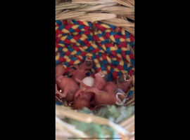 Baby Javas