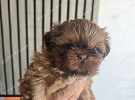 Stunning Imperial Shihtzu Puppies