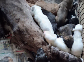 Well bred beautiful lurcher puppies