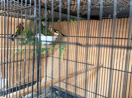 British Goldfinch, male and female