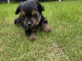 Yorkshire terrier biewer puppies for sale