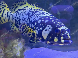 Rare get big BUMBLEBEE GROUPER STUNNING SPECIMEN MARINE LIVE FISH
