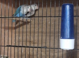 Breeding pair of love birds