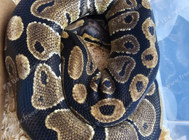 Royal python