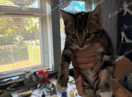 Male and female tabby cats