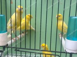 Canaries for sale