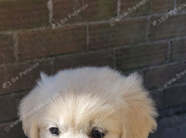 **Ready now**Snowy white retriever puppies