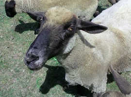 retirement home required for 2 suffolk ewes