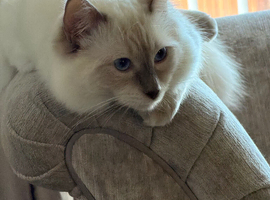 STUD Not for sale !  Ragdoll