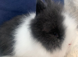 Baby double maned lionheads