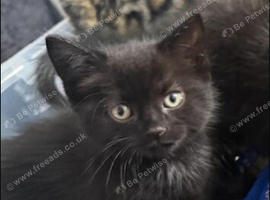 British short hair kittens