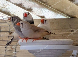 Young zebra finches for sale