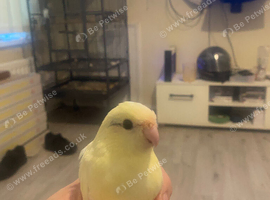 Hand tame Kakariki&rsquo;s