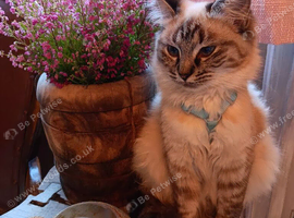 Seal Linx Ragdoll Female for sale.