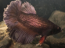 Alien Betta