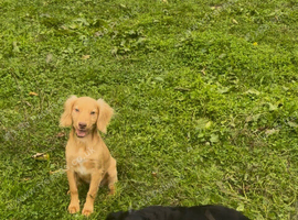 Cockapoo puppies