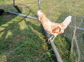 Trio polish bantams