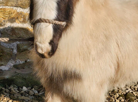 Mini cob yearling coloured filly