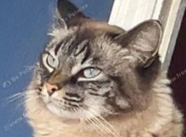 Ragdoll