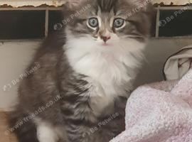 Kittens