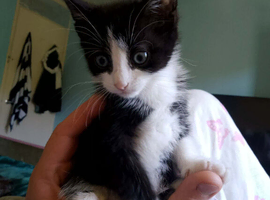 Kitten for sale