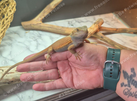 Baby bearded dragons