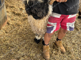 Stunning Merlin Valais Blacknose Shearling Ram