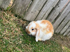 Rabbit mini lop