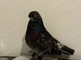 8 pigeons for sale