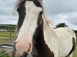 4 year old gypsy cob