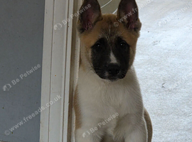 Akita