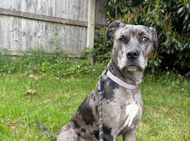 Great Dane x leopard dog