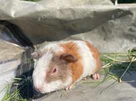 Lovely teddy baby sow