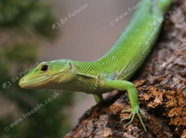 Green keel belly lizards 2 baby's sold as pair