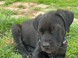 13wk male pup