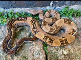 5 year old female boa