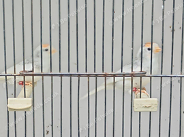 Lesser redpoll pair.