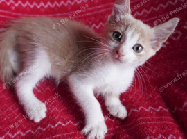 Kittens in Kent nr Canterbury - Boys & Girls